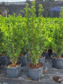 Podocarpus 7 Galones  
