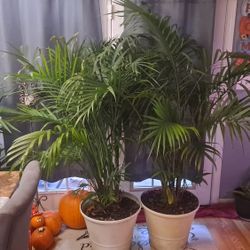 5 1/2 ' FEET PALMS  TREES