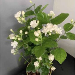 Arabian Jasmine Plant Or Bougainvillea