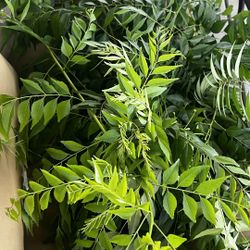 Curry Leaves 