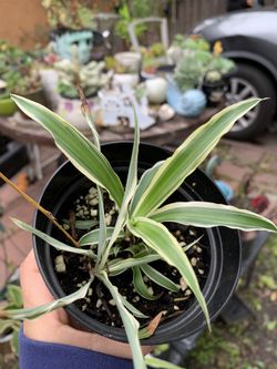 Variegated Spider Plant 4 Inch.