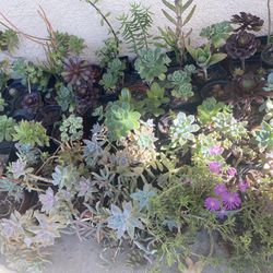 Assortment Of Succulents 