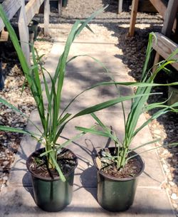 Lemon Grass Plants 