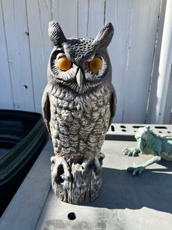Owl