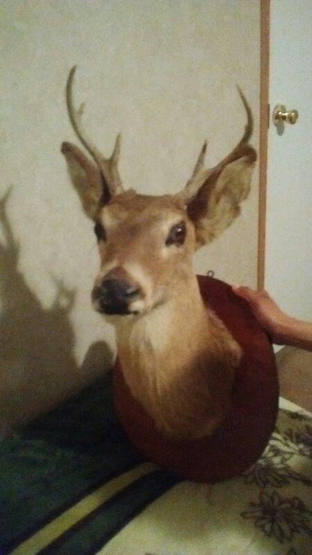 Cabeza de venado disecada