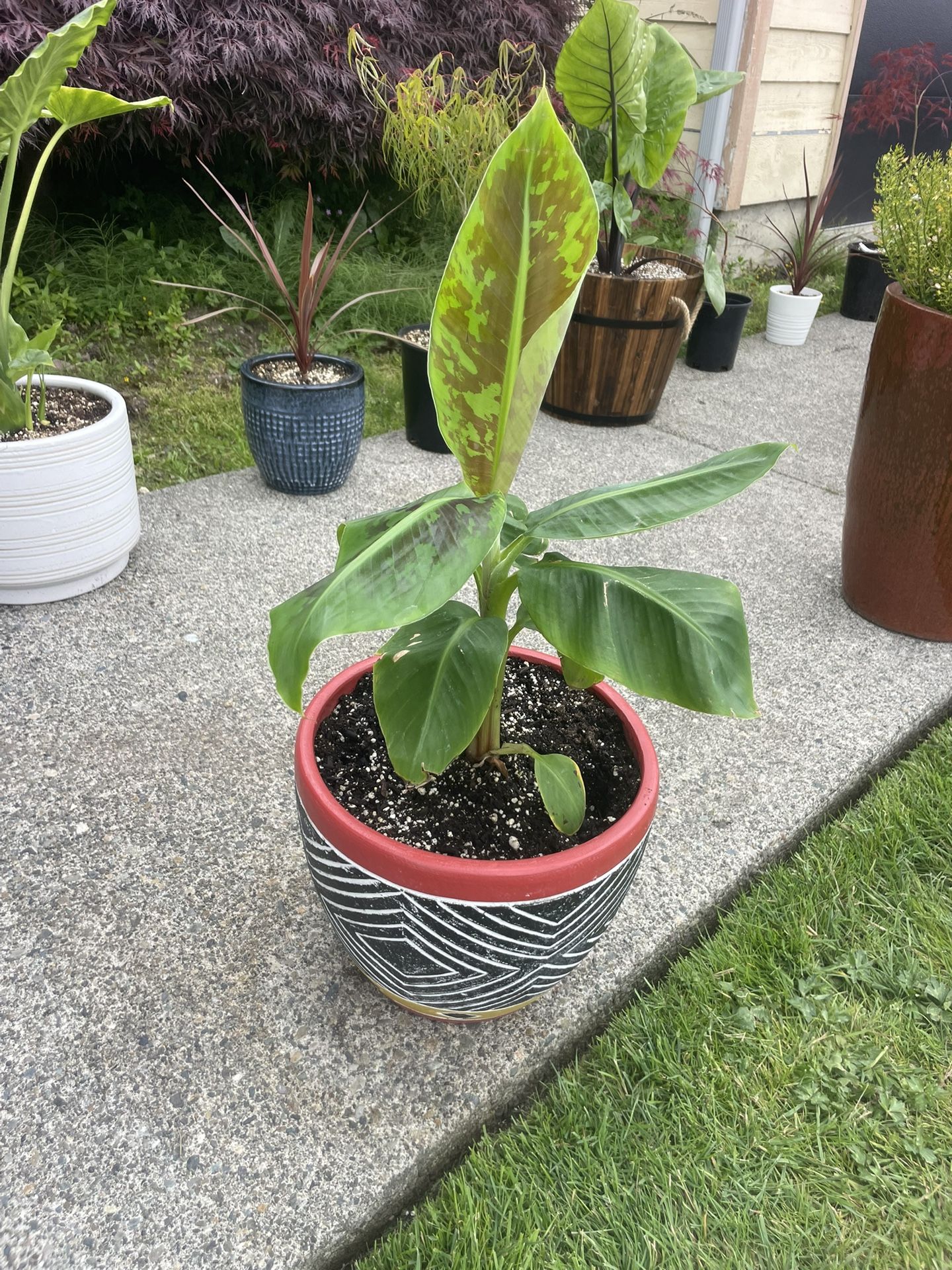 Beautiful Banana Tree In Striking, Heavy Duty Ceramic Planter
