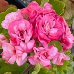 Antique Rosebud Geranium 