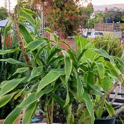 Corn plant Dracaena