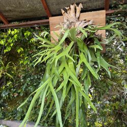 Private Garden Showroom In El Segundo: Staghorn Ferns, Bromeliads, Airplants And Kokedamas 