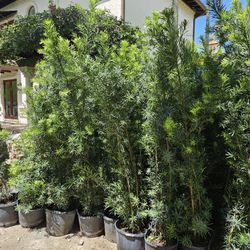 podocarpus About 6 feet tall