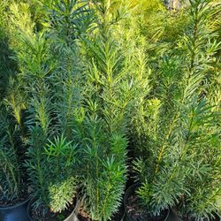 Podocarpus Over 4 Feet Tall Instant Privacy Hedge For Fence 