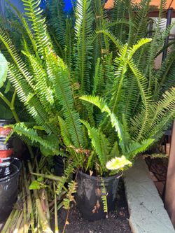 🌿 Large Healthy Fern Plant – Beautiful & Full — Helecho Grande y Saludable – Hermoso y Frondoso