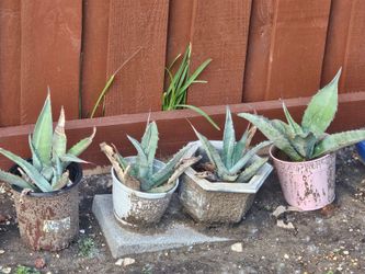 Blue Agave