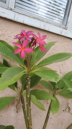 Plumaria tree