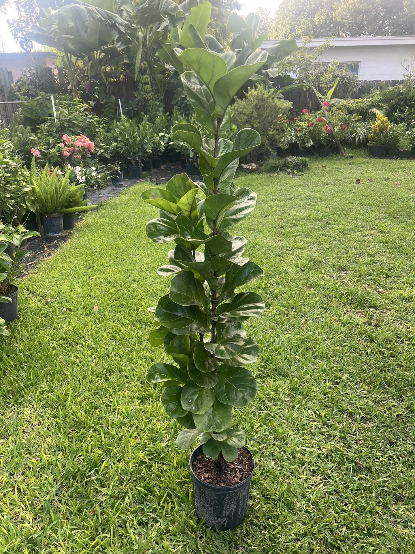 FIDDLE LEAF FIG (Trendy House Plant Air Purifying ) 3 Gallon Pot