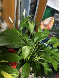 Beautiful Huge Day Lilie 