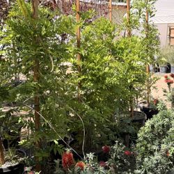 Wisteria Blue And White 15 Gallons 