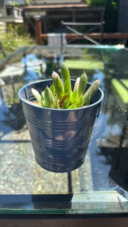 Cute baby blue bucket, planter pot with free hands and chicks