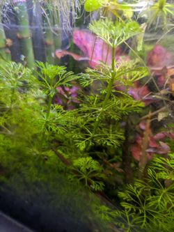 Aquarium plants limnophila 3 x$5