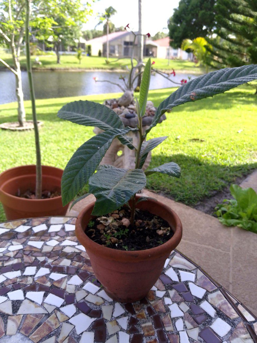 Healthy Loquat Plant 20" Tall