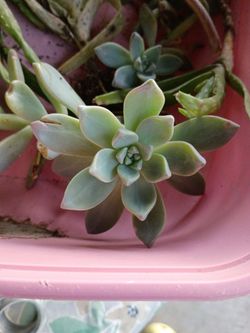 Free succulents  🌵