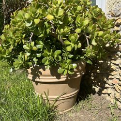 pothos devils ivy Devil's Ivy Pothos Plant - Live Plant in a 6 Inch Pot - Epipremnum Aureum
