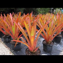 Orange Yellow Green Bromeliad Tropical Plants