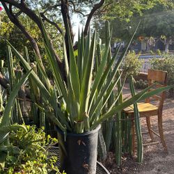 Agaves Maguey