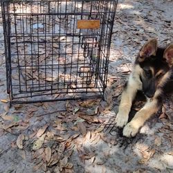 Small Dog Cage No Tray (Dog Not Included)