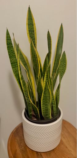 Real Snake plant in white planter