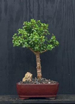 Bonsai Jade