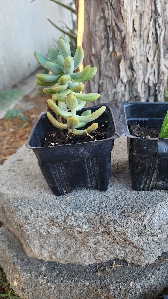 Succulent Plants $3.00 each 