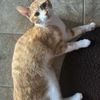 Juno