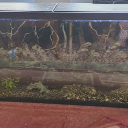 55 Long Fish Tank