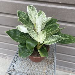 6” Birkin Philodendron High Variegation 