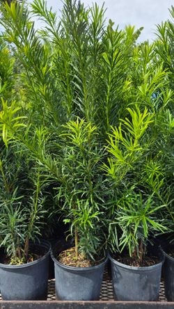 Beautiful Podocarpus Plants 3 feet Tall. Excellent For Privacy!