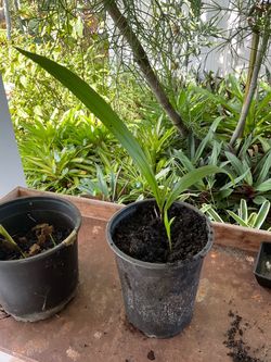 FREE PLANTS