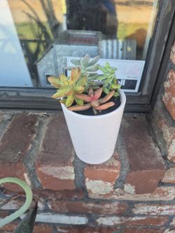 Beautiful Succulent Planter 