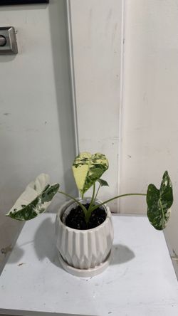 Alocasia Frydek Variegated