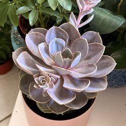 ♥️Echeveria 'rosettes have Beautiful Succulent♥️PLS READ DESCRIPTION 