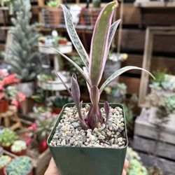 Ledebouria socialis Variegata 4”