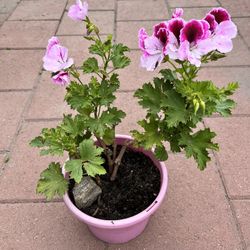 Pink Flower In Plastic Pink Medium Large Pot 