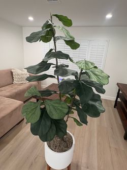 Faux Fiddle Leaf Fig Tree in White Pot