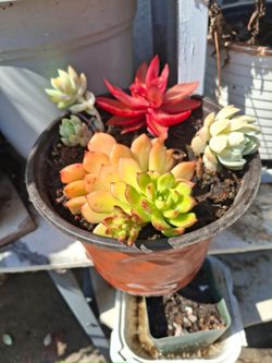 Colorful Succulent variety in 6 inch pot
