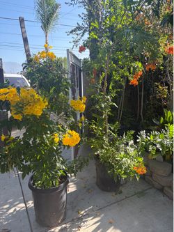 Plants - Tacoma Trees