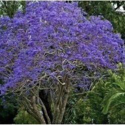 Jacaranda Trees 3F $40 Each Price Firm 
