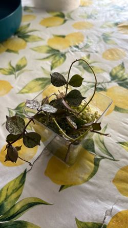 Hoya curtsii