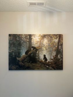 Bear Picture