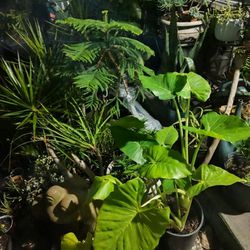 Live Plants For Sale