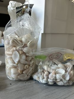 Sea Shells